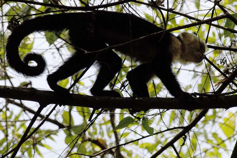3041_CostaRica_Parc_Manuel_Antonio_Capucins_