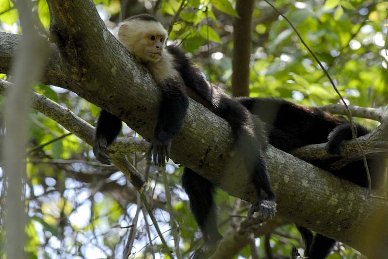 3064_CostaRica_Parc_Manuel_Antonio_Capucins_
