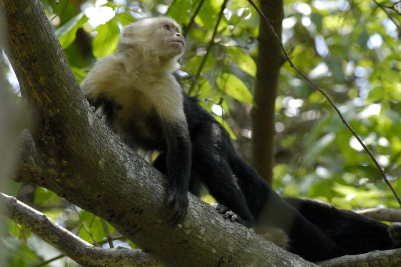 3067_CostaRica_Parc_Manuel_Antonio_Capucins_