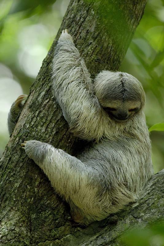 3090_CostaRica_Parc_Manuel_Antonio_Paresseux_