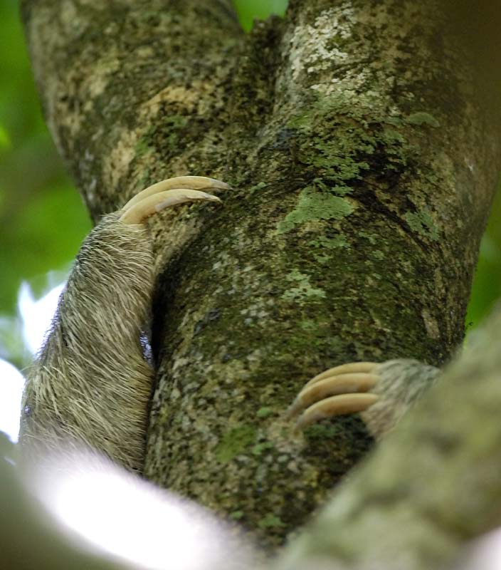3097_CostaRica_Parc_Manuel_Antonio_Paresseux_
