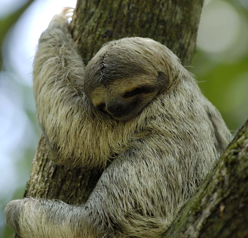 3117_CostaRica_Parc_Manuel_Antonio_Paresseux_