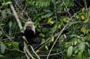 1041_CostaRica_Cano_Negro_Capucins_