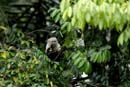 1053_CostaRica_Cano_Negro_Capucins_