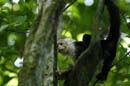 2640_CostaRica_Carara_Capucins_