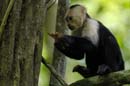 2646_CostaRica_Carara_Capucins_