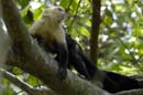 3067_CostaRica_Parc_Manuel_Antonio_Capucins_