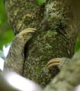 3097_CostaRica_Parc_Manuel_Antonio_Paresseux_