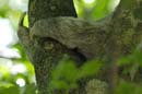 3098_CostaRica_Parc_Manuel_Antonio_Paresseux_