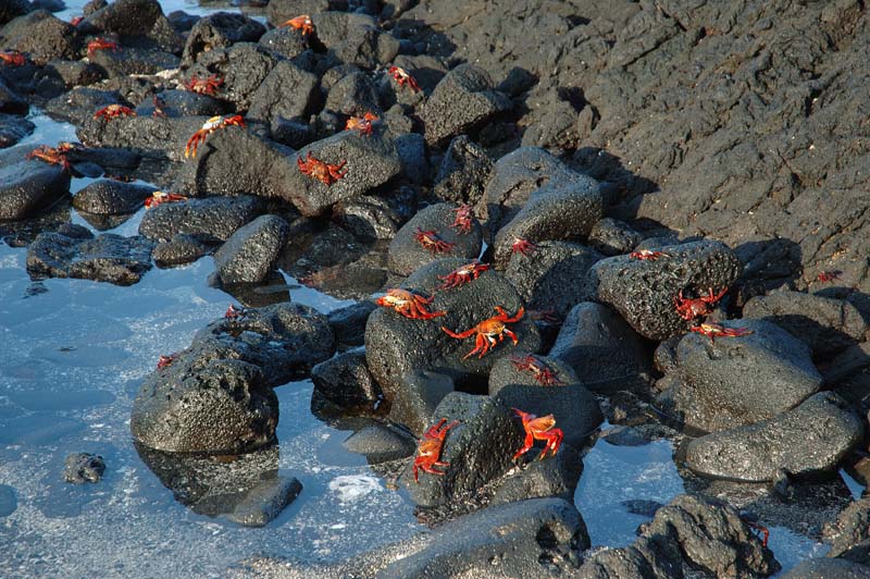 05_1794_GALAPAGOS_ISABELA_FERNANDINA
