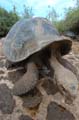 10_4045_GALAPAGOS_SANTA_CRUZ