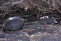 16_4002_Galapagos_Santa_Cruz