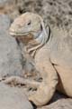 17_3238_GALAPAGOS_SANTA_FE
