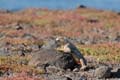 19_3835_GALAPAGOS_PLAZA_SUD