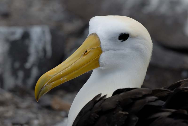 2864_GALAPAGOS_ESPAGNOLA