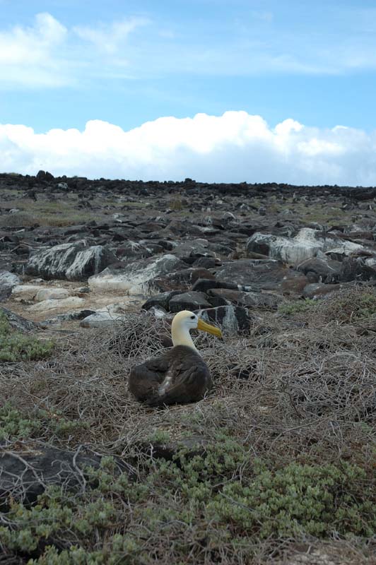 2917_GALAPAGOS_ESPAGNOLA
