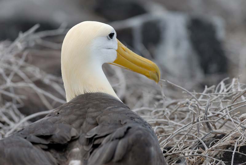 2919_GALAPAGOS_ESPAGNOLA