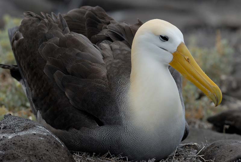 2926_GALAPAGOS_ESPAGNOLA