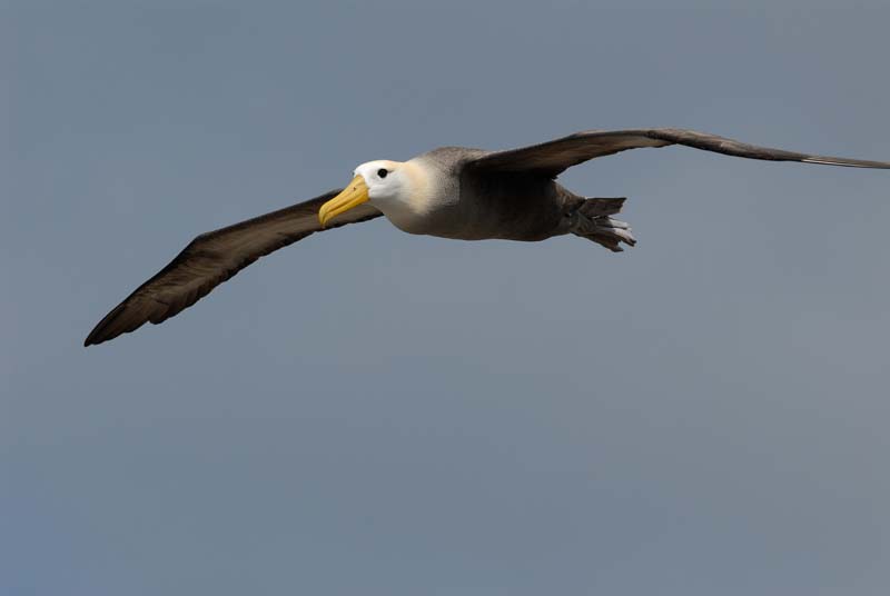 2978_GALAPAGOS_ESPAGNOLA