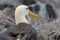 2919_GALAPAGOS_ESPAGNOLA