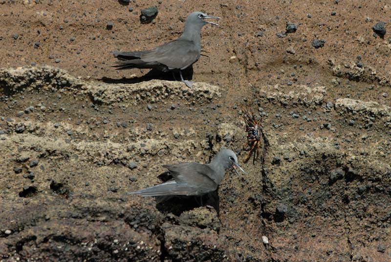 11_1523_GALAPAGOS_ISABELA_FERNANDINA