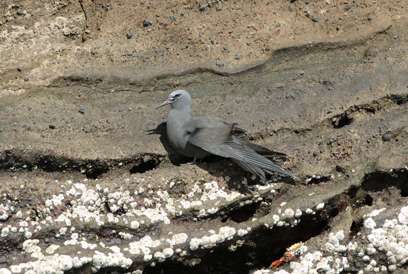 12_1525_GALAPAGOS_ISABELA_FERNANDINA