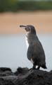 08_0701_GALAPAGOS_BARTOLOME