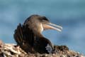 1712_GALAPAGOS_ISABELA_FERNANDINA