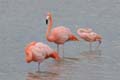 2541_GALAPAGOS_FLOREANA
