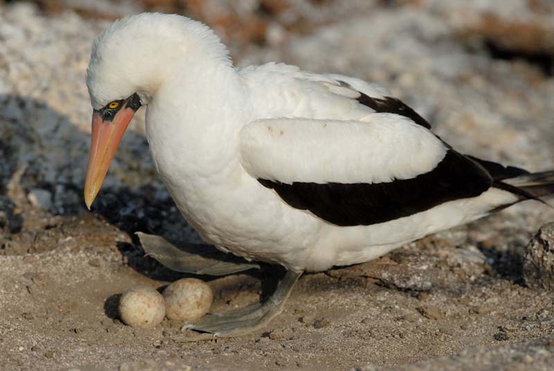 0573_GALAPAGOS_GENOVESA