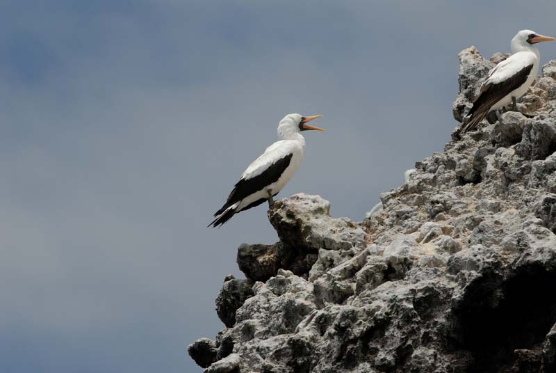 2580_GALAPAGOS_FLOREANA