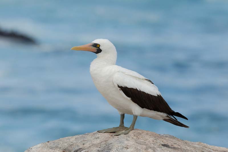 2817_GALAPAGOS_ESPAGNOLA
