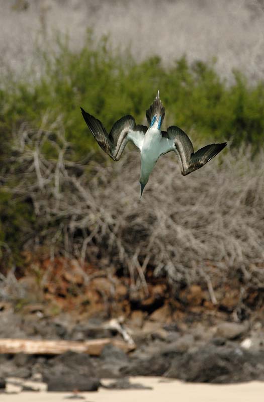 3386_GALAPAGOS_SANTA_FE