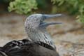 0144_GALAPAGOS_SEYMOUR