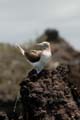 2559_GALAPAGOS_FLOREANA