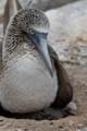 2867_GALAPAGOS_ESPAGNOLA