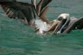 3350_GALAPAGOS_SANTA_FE