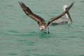 3371_GALAPAGOS_SANTA_FE