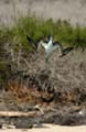 3386_GALAPAGOS_SANTA_FE