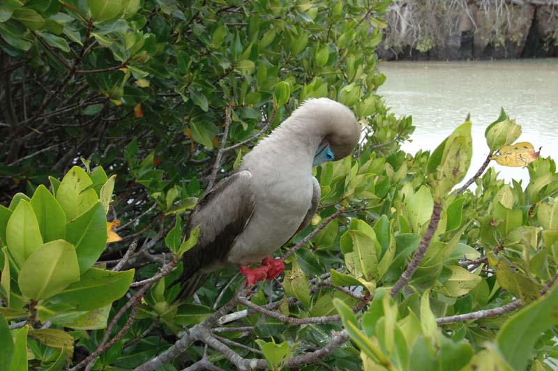 0425_GALAPAGOS_GENOVESA