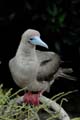 0303_GALAPAGOS_GENOVESA