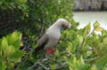 0425_GALAPAGOS_GENOVESA