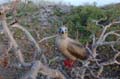 0650_GALAPAGOS_GENOVESA