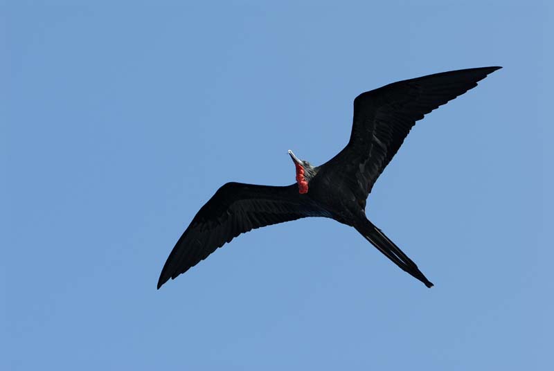 0047_GALAPAGOS_SEYMOUR