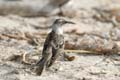 3196_GALAPAGOS_SANTA_FE