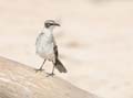 3283_GALAPAGOS_SANTA_FE