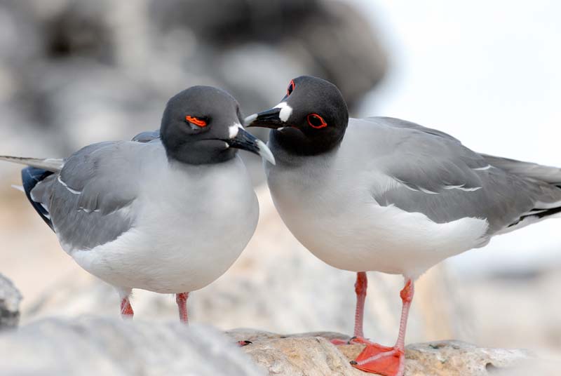 2815_GALAPAGOS_ESPAGNOLA