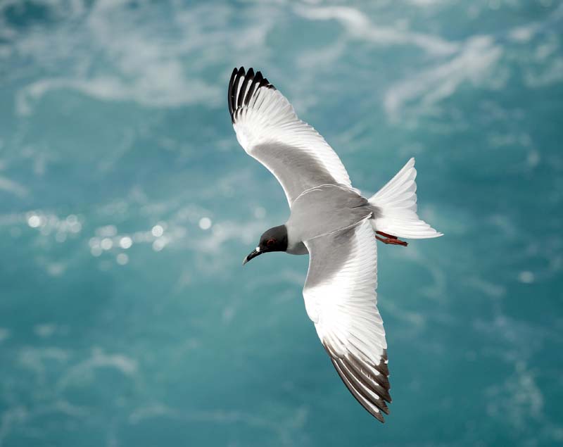 2982_GALAPAGOS_ESPAGNOLA