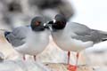 2815_GALAPAGOS_ESPAGNOLA