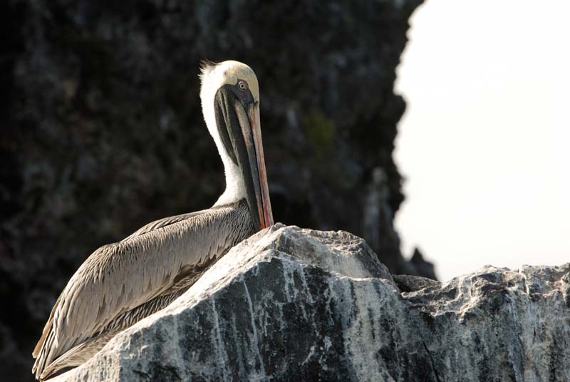 10_3047_GALAPAGOS_ESPAGNOLA